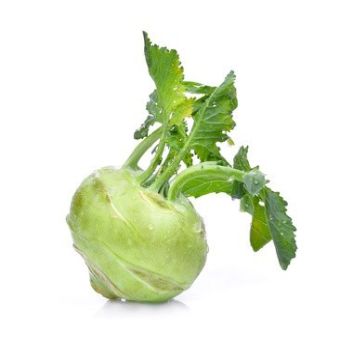 Kohl Rabi 1x1802